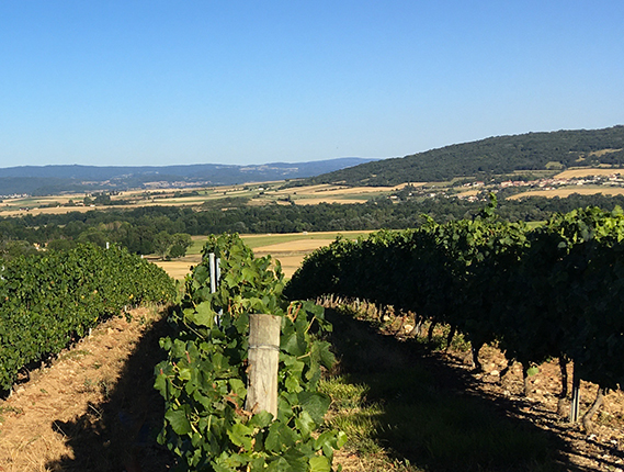 vignes-boudes